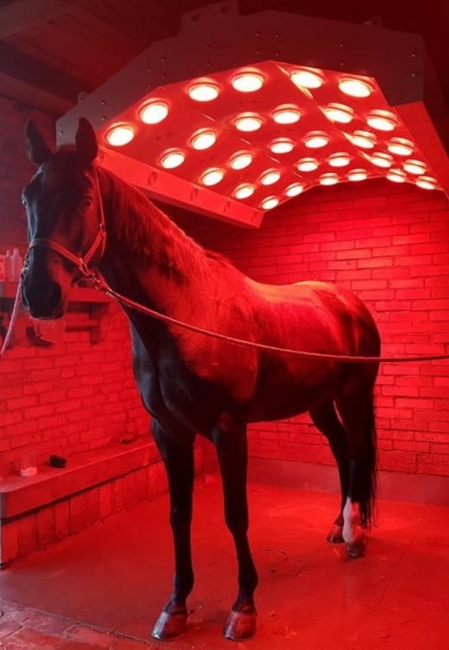 سولاريوم الخيل - تحسين حالة الفرو